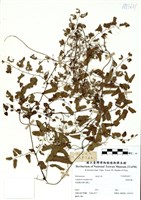 藏品(小葉海金沙)的圖片